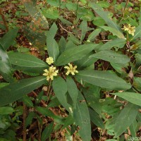 Ophiorrhiza pectinata Arn.